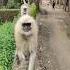 Hanuman Video Ji
