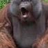 Cute Orangutan Blows Kisses