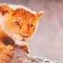 The Lion King 3D 2019 UK Blu Ray 3D Stampede Mufasa S Death English