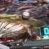 Marvel S Avengers Age Of Ultron Pinball Launch Trailer