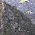 Groundhog Brings His Son To Visit His Human Best Friend The Dodo Wild Hearts