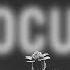Deorro Focus Feat Lena Leon Lyric Video Ultra Music