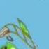 Piggy Tales Is Bad Piggies In G Major 15