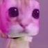 El Gato In My Mind El Gato Murder In My Mind Elgato Memes
