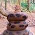 The Big Snake Eating Little Monkey Bigsnake Mybeast