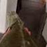Catching A Frozen Iguana