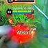 Hanabi Moba Legends 5v5 Mobalegends5v5 Moba5v5 Mobalegends Mobilelegends Mlbb Shorts Fyp