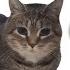 FNF OIIAOIIA CAT Meme Mod Friday Night Funkin
