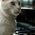 White Cat On A Piano Music Dance Meong Catlover Catfunny Cutecat Catvideos