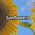 Intrestingfacts About Sunflower Happyface