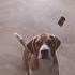 Beagle Catching Treat In Slow Motion Shorts Funny Beagle Dog Cute Comedy Slowed Slowmotion