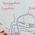 Male Reproductive System