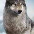 Wolf Game Wild Animal Wars Part 2 Walkthrough Gameplay Wolfgame