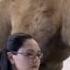 Hump Day Camel Commercial Happier Than A Camel On Wednesday Hump Daaaay
