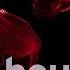 12 Hours Of Bloody Belly Comb Jellies Ambient Music To Vibe With Littoral Relaxocean