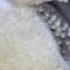 Kookaburra Sound Free To Use