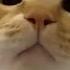 Huawei Ringtone By A Cat