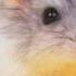 Hamster Dance Song Orginal