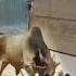Pakistan Main 8 Sab Sy Khaternak Qurbani K Janwar Eid 2023 NYKI
