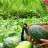 Mom And Bong Started Harvesting Watermelons And Cucumbers To Sell After Months Of Planting