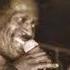 Gregory Isaacs Diplomatic Fools