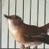 SRDC GACOR ISIAN CILILIN JENGGOT LOVEBIRD CIBLEK KENARI SANGAT BAGUS BUAT TROTOL