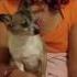 Why Pinky Paws ResQ Should Be Saved