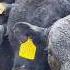 3 500 ABERDEEN ANGUS BEEF CATTLE