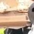 Coffin Dance Gabe The Dog