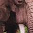 Woolly Mammoth VS African Elephant Who Will Win The Epic Battle IndianVideoZone