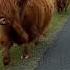 Highland Cows Say Hello