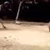 Animal Fighter