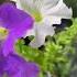Autumn In Australia Home Flowers Homeplants Naturevideo Plants Autumn