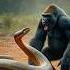 Gorilla Vs Massive Snake Fight Gorilla Snake Animals Wildlife Shorts