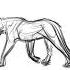 Lion Animation Study Drawing Lion Animals