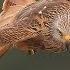 Red Kites In Flight Close Up