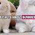5 Bunny Facts That Will Blow Your Mind