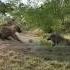 Wildlife Terror Of Wild Boar Wildlife Animals Warthogs