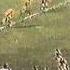 1986 Panasonic Cup Final Parramatta Vs Balmain