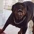 One Month Vs One Year Rottweiler Transformation Feed Shorts Song Love Pets Rottweiler Views