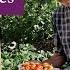 Small No Dig Garden Big May Harvests After 5 Weeks Of Spring Growth