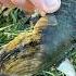 Рыбалка на мидии рыбаки рыбалка рыбалканаозере рыбалканафидер Carpfishing карп