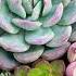Day 8 21 Days Of Abundance Deepak Chopra Abundance Challenge