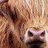 Highland Cows And Blues Music 8 Hrs Of Blues Jazz Deep Focus Concentration BGM Study Or Relax