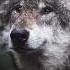 Первое пробное видео Волк волчица Wolf Wolf волк