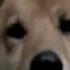 Soft Dog Eng Subtitles