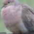 Mourning Dove Coo