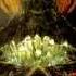 E Mantra Nemesis FULL ALBUM