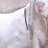 Amazing Goat Shorts Viral Goat Cow Trending Eidi Bakra Qurbani Eidaladha2025 Animals