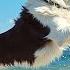 DOG TV Best Video To Prevent Boredom Anxiety For Dogs While You Re Away Music For Dogs Happy